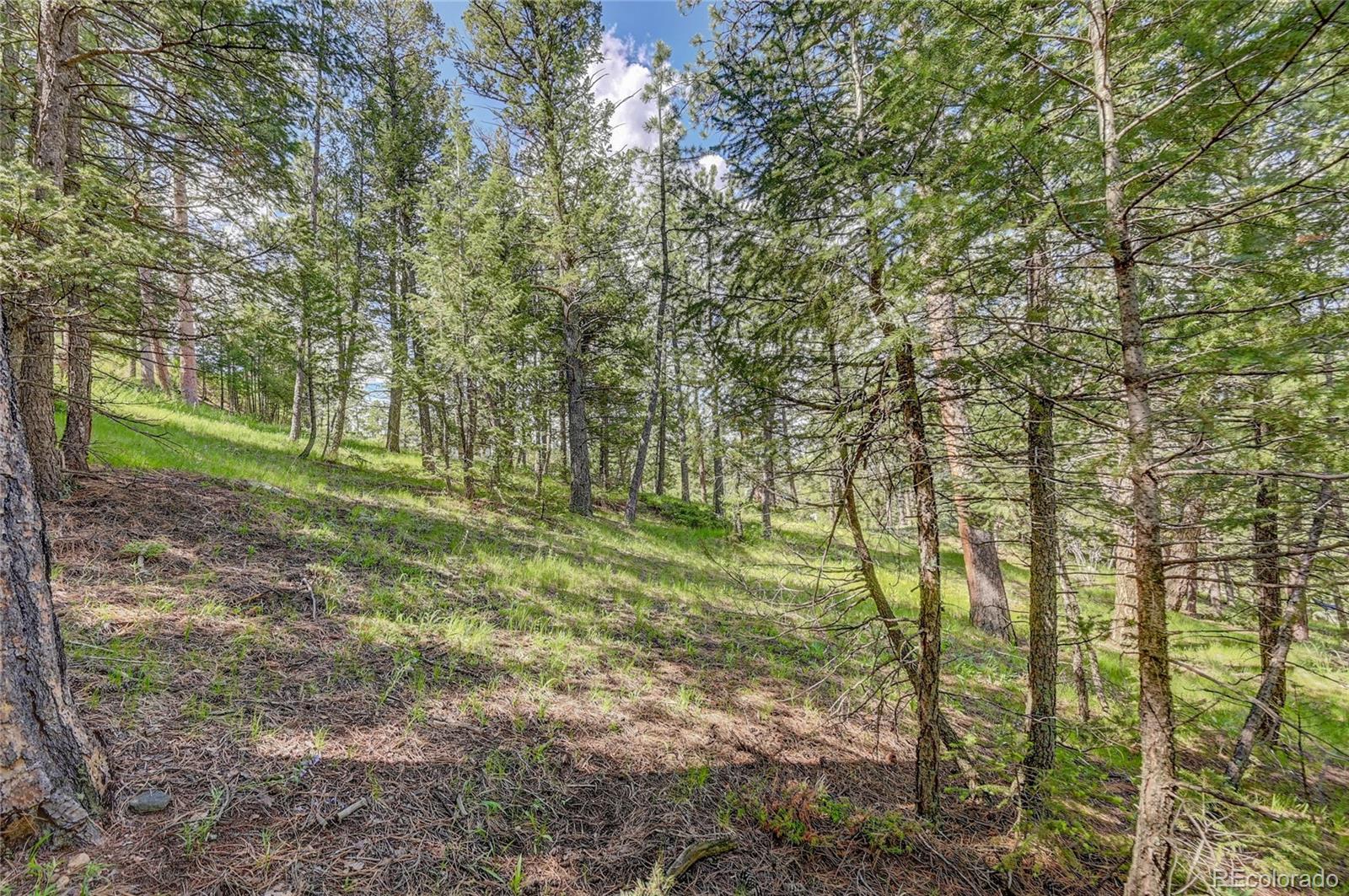 4465 Forest Trail Evergreen, CO 80439 - Photo 8 of 19 a big yard with lots of green space and trees