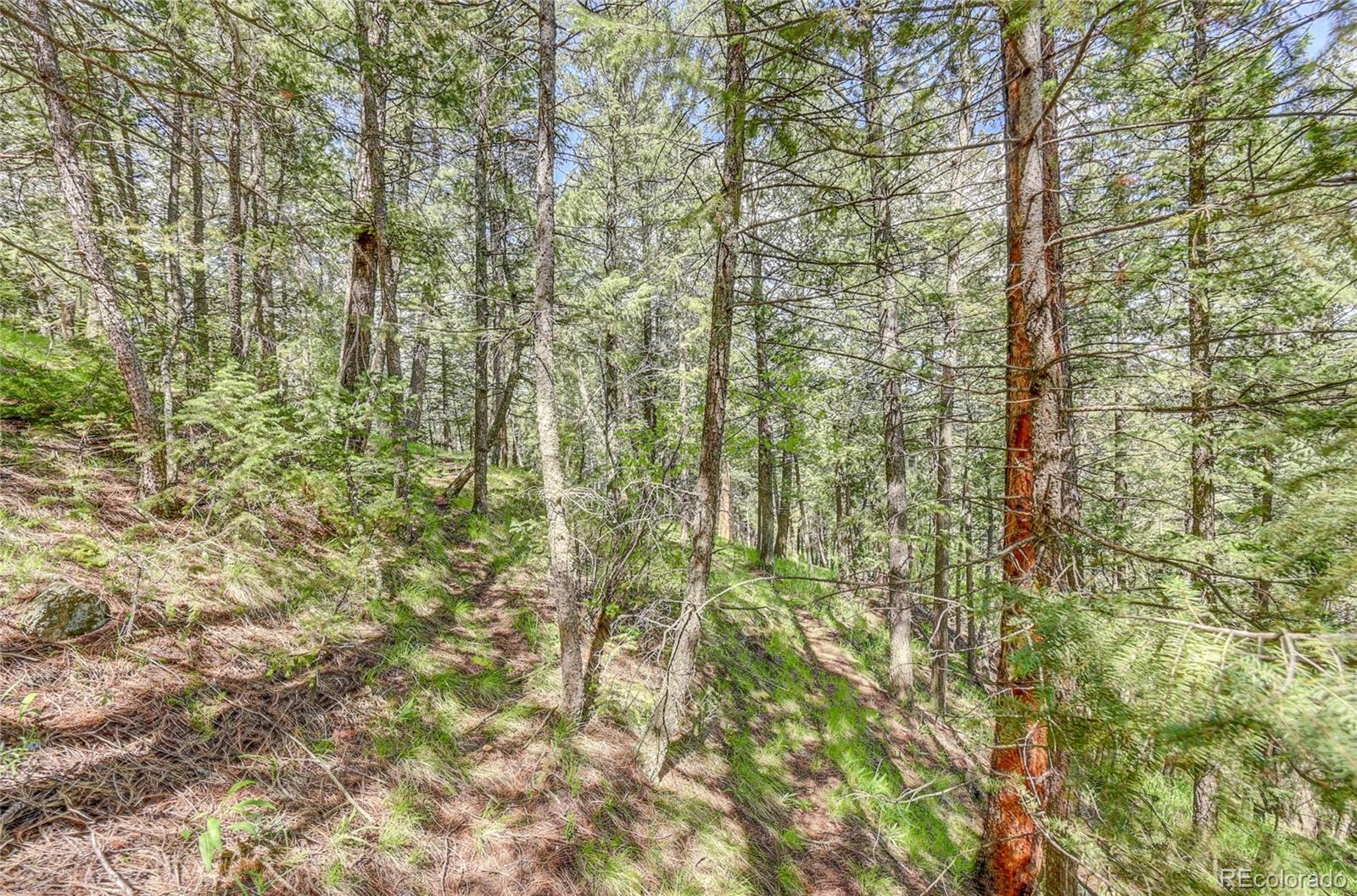 4465 Forest Trail Evergreen, CO 80439 - Photo 9 of 19 a close up of a plant