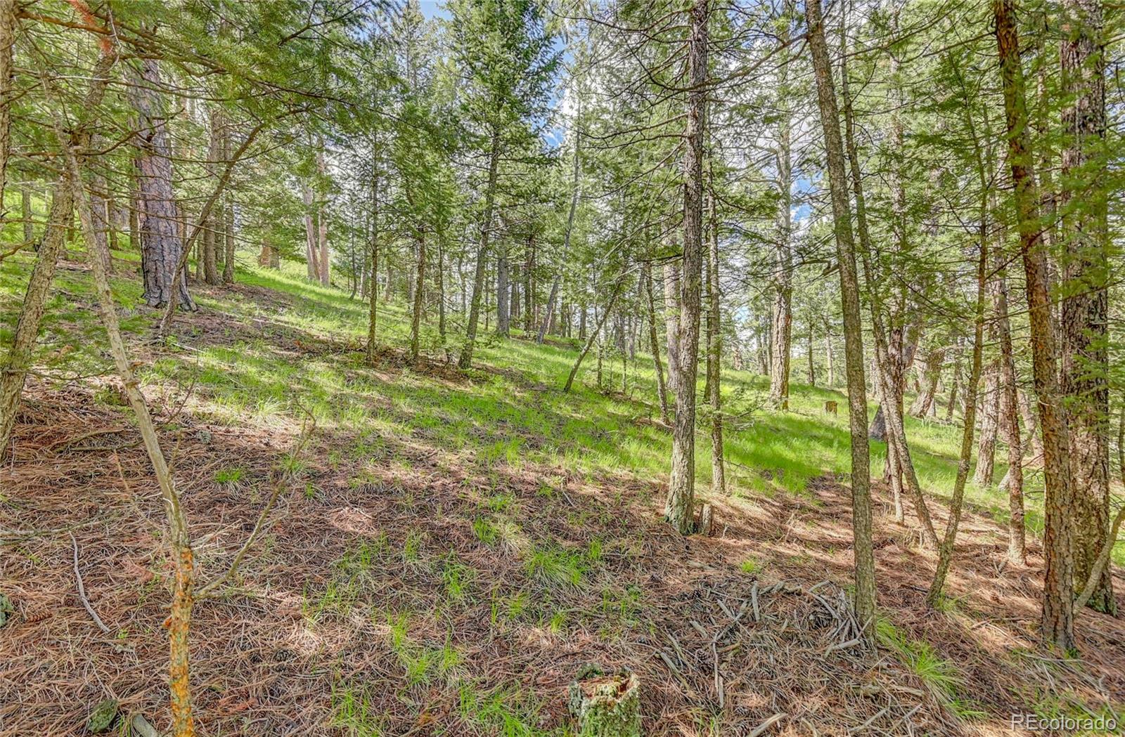 4465 Forest Trail Evergreen, CO 80439 - Photo 10 of 19 a view of a yard with plants and large trees