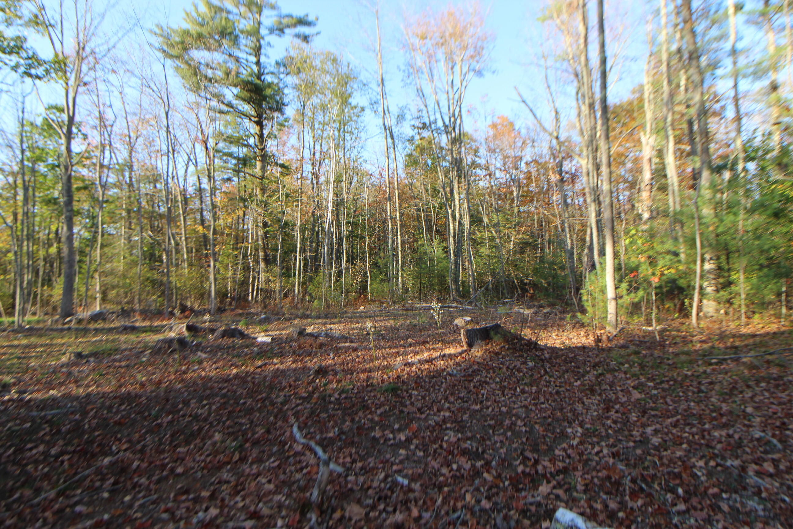 53-03 Race Course Road Bucksport, ME 04416 - Photo 1 of 6 IMG_0552