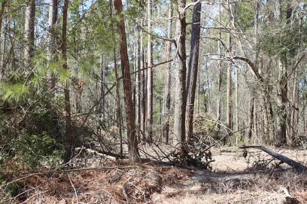 a view of a forest filled with trees