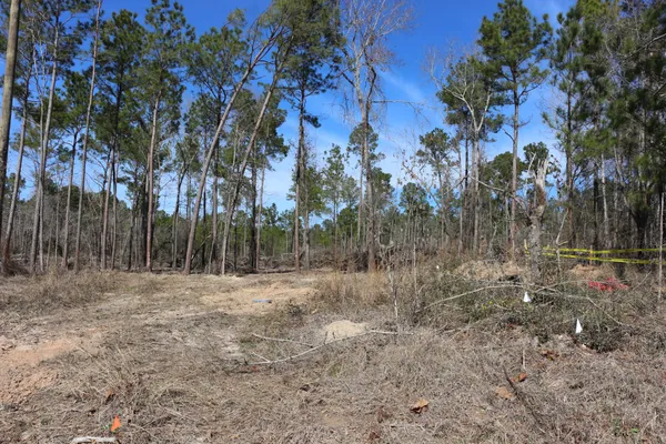 a view of a yard with trees