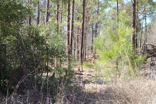 a view of a forest with trees in the background