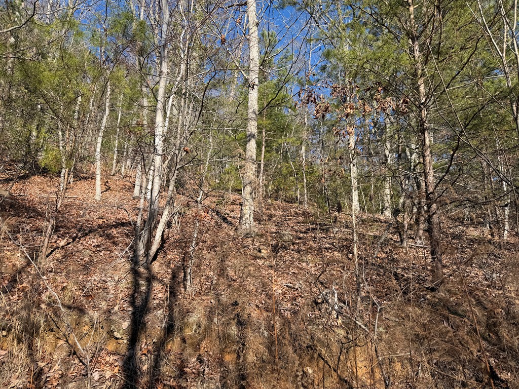 0 Mission Ridge Drive Hayesville, NC 28904 - Photo 3 of 13 a view of a yard with a tree