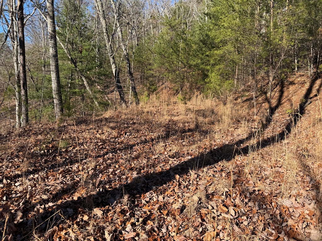 0 Mission Ridge Drive Hayesville, NC 28904 - Photo 9 of 13 a view of a yard with plants and trees