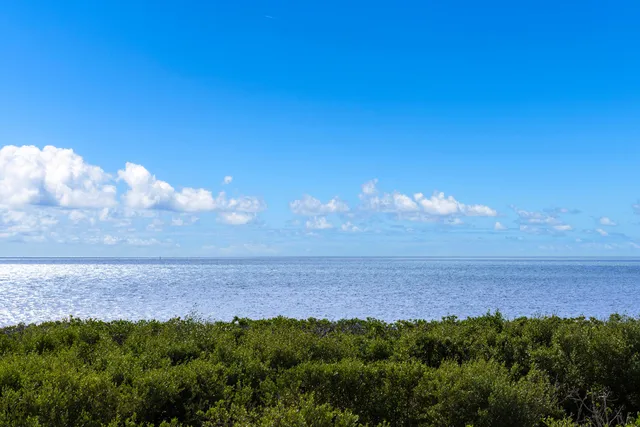 a view of a lake in middle of forest