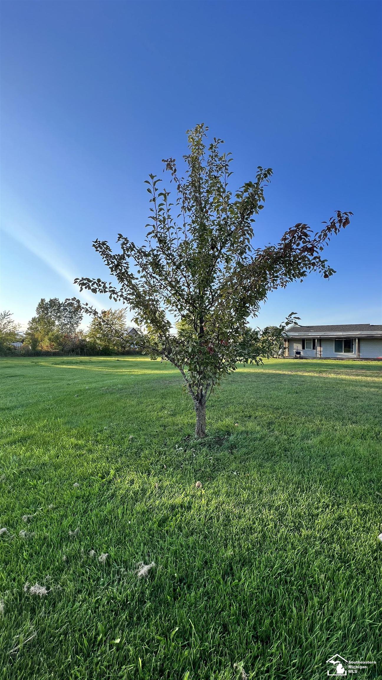 1660 Buhl Road Newport, MI 48166 - Photo 38 of 43 FRUIT TREE