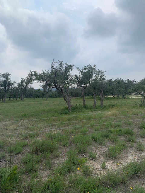 2993 Pump Station Road Wimberley, TX 78676 - Photo 21 of 21 a view of a field with grass and trees