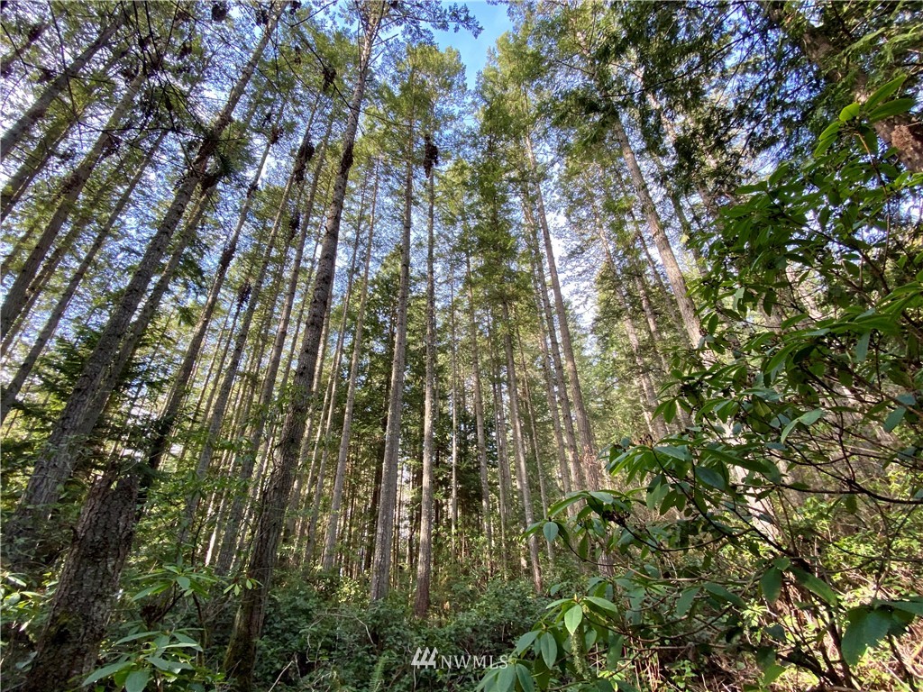 0 Olympic View Loop Road Northwest Silverdale, WA 98383 - Photo 3 of 28 Gallery Image 3