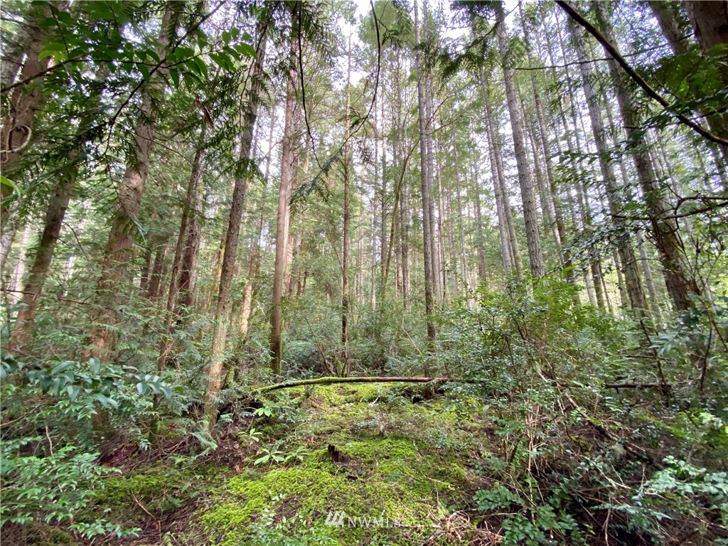 0 Olympic View Loop Road Northwest Silverdale, WA 98383 - Photo 4 of 28 Gallery Image 4