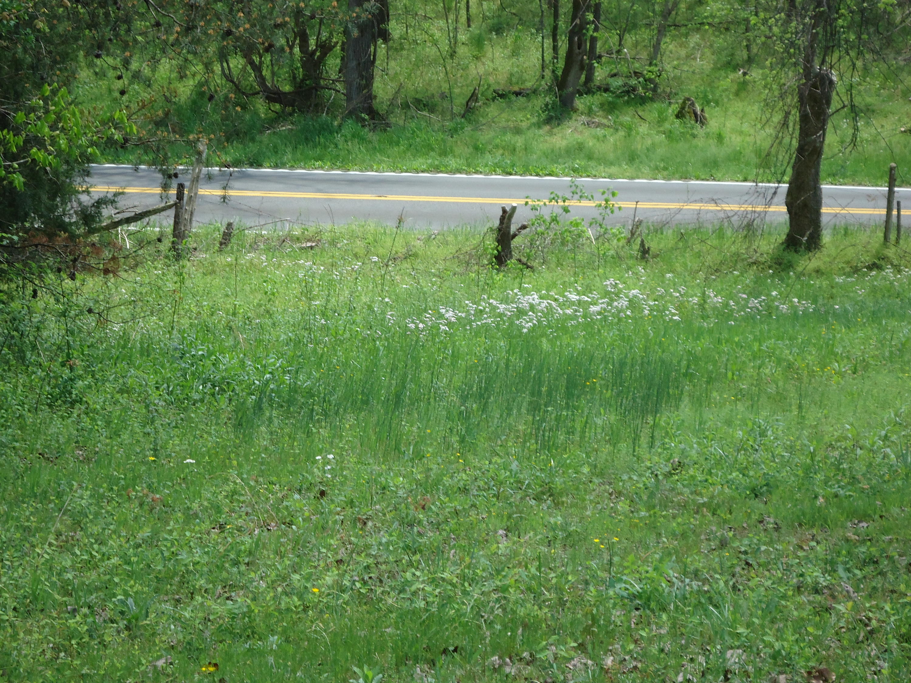 3909 Sweetwater Vonore Road Philadelphia, TN 37846 - Photo 22 of 34 DSC07686