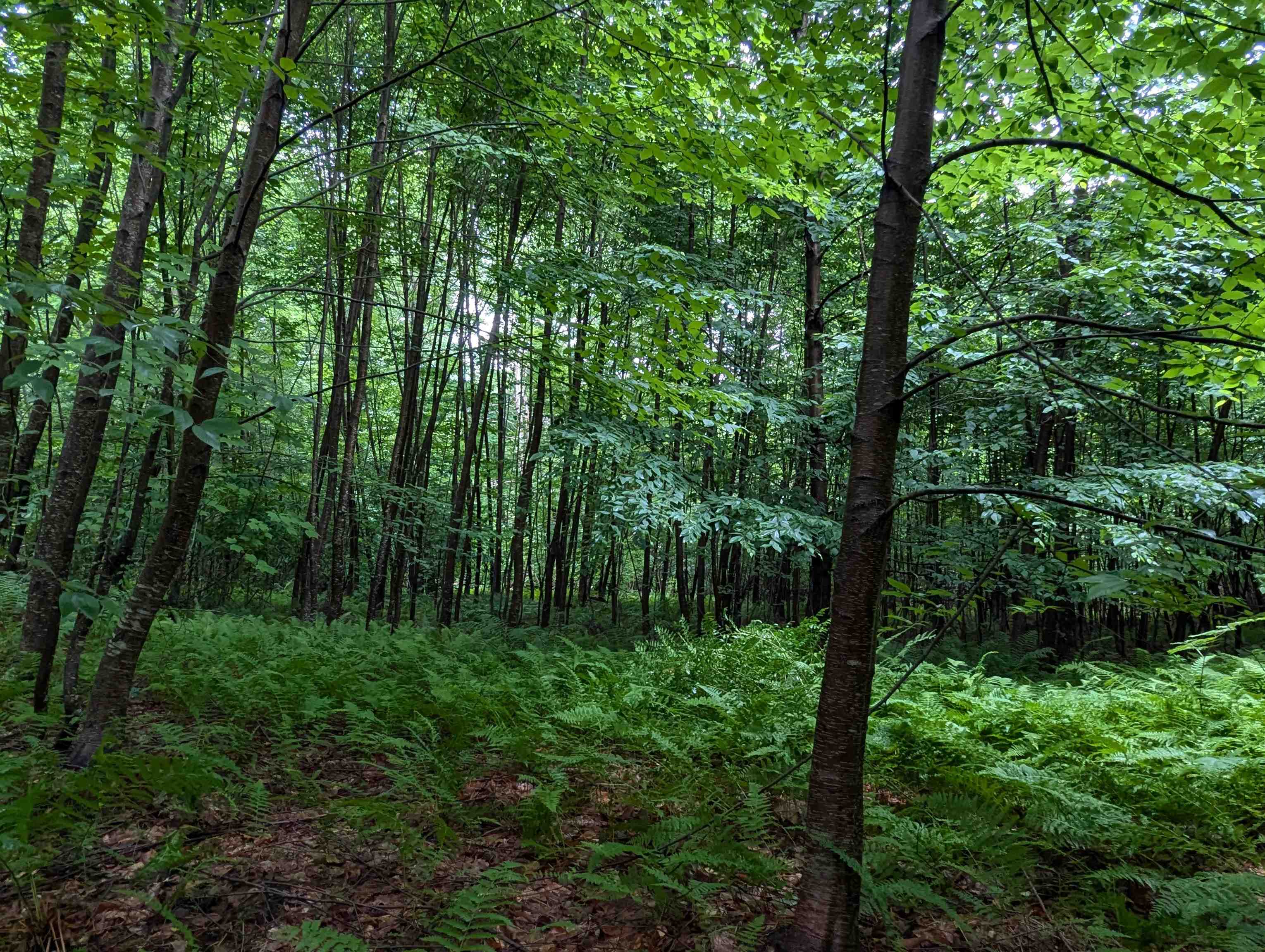 0 Dover Road South Newfane, VT 05351 - Photo 4 of 15