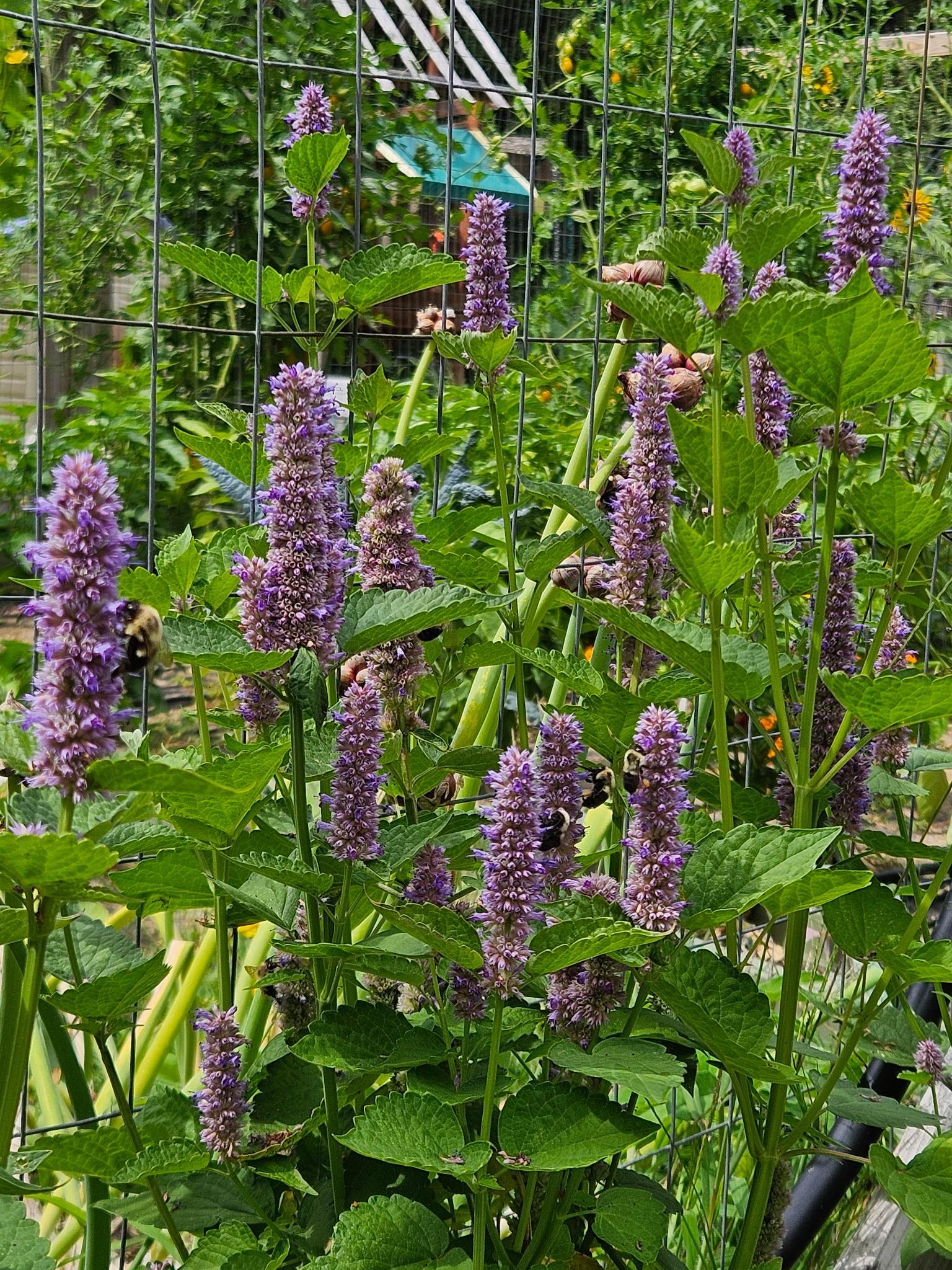 68 White Rock Hill Road Bow, NH 03304 - Photo 58 of 58