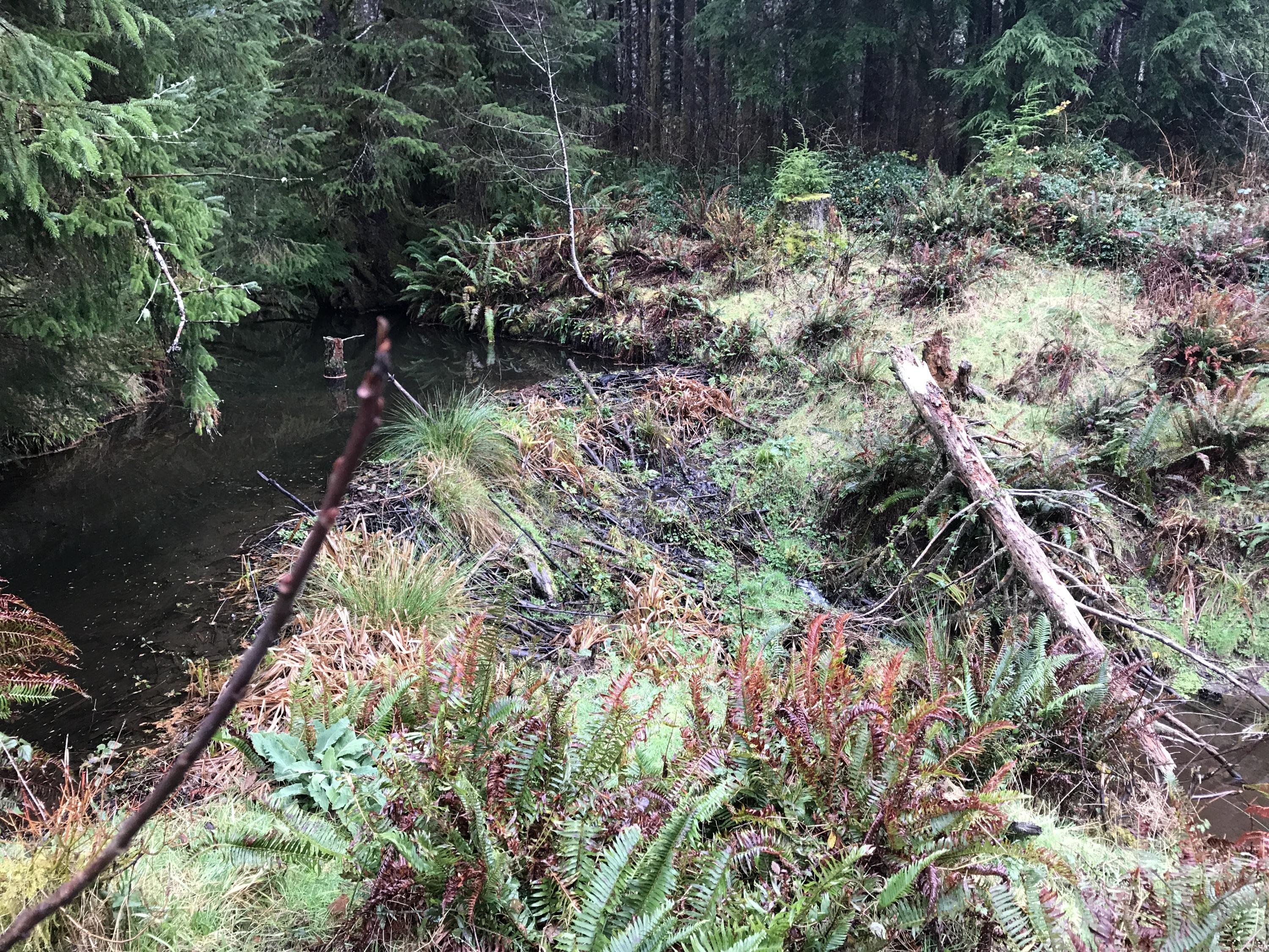 V/l Miami Foley Road Nehalem, OR 97131 - Photo 5 of 21 Lot