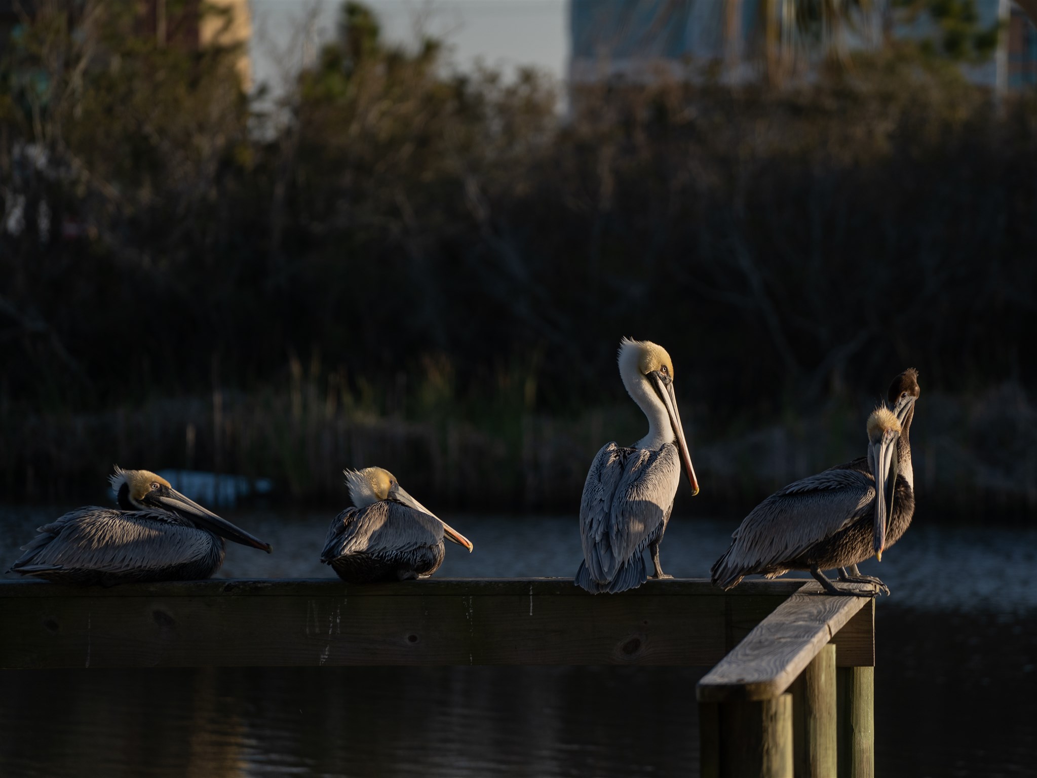 529 West 3rd Avenue Gulf Shores, AL 36542 - Photo 20 of 20 Grey Pelican