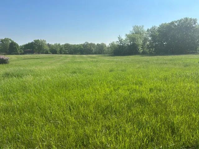 a view of a green field with plants