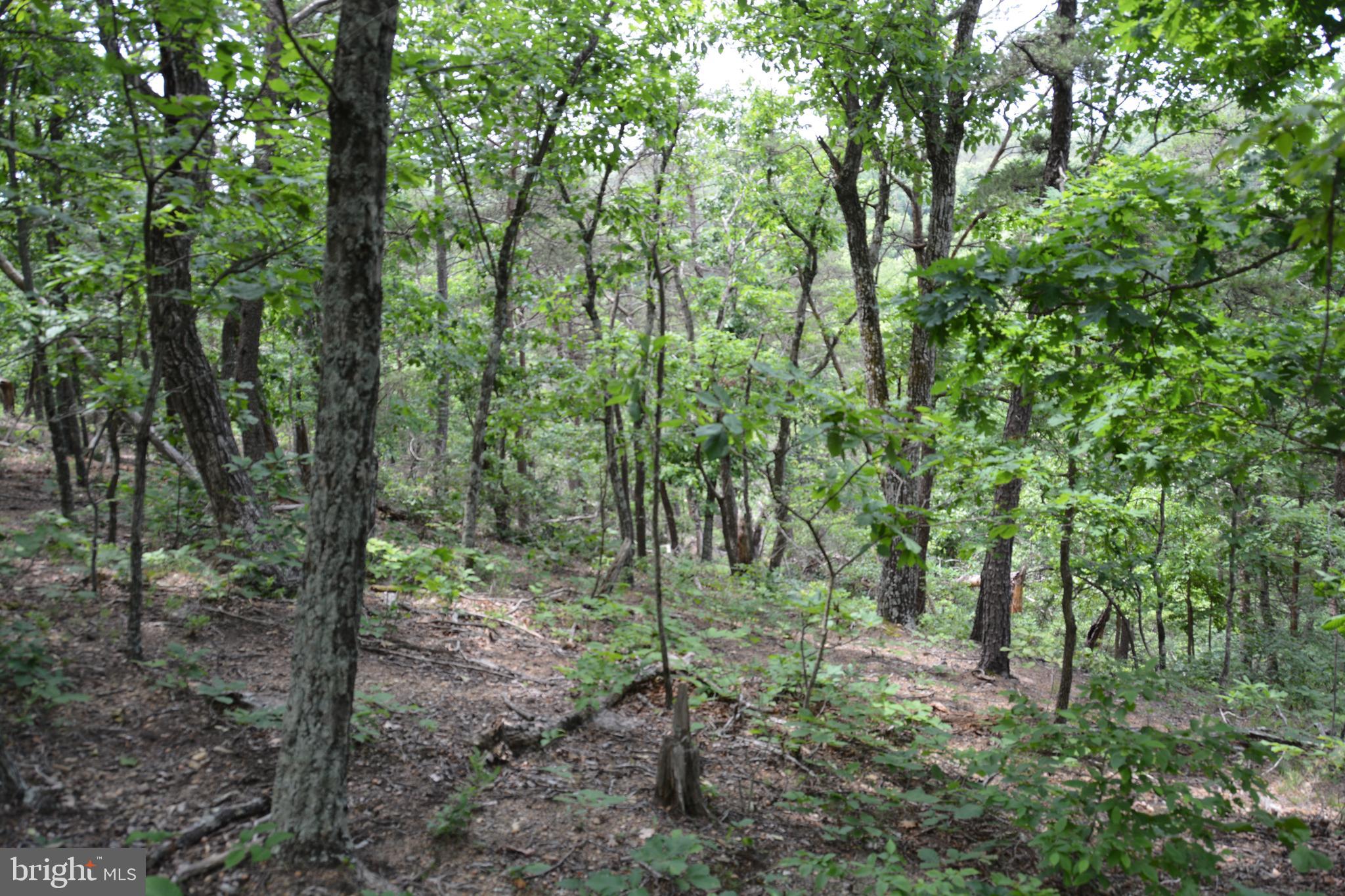 Two Lots On Siler Road Winchester, VA 22603 - Photo 22 of 38 a view of a forest that has large trees