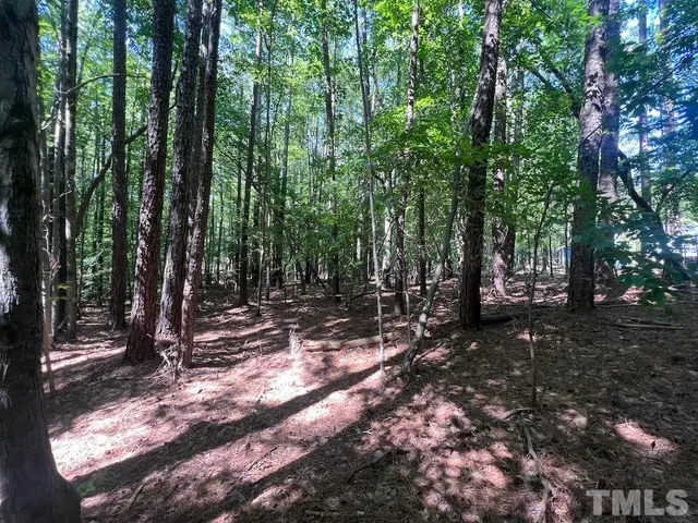 a view of a forest with trees in the background