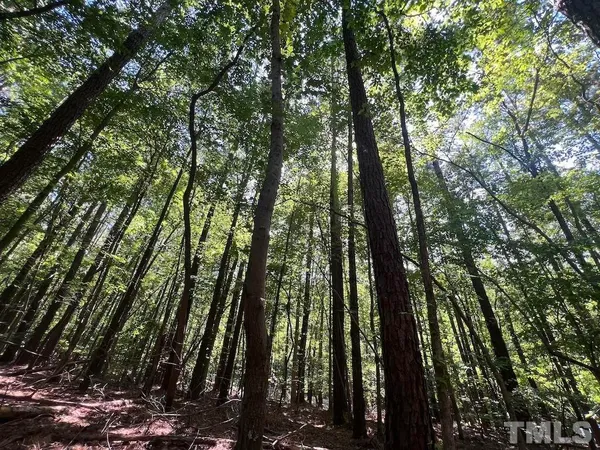 a view of trees and covered with tall trees