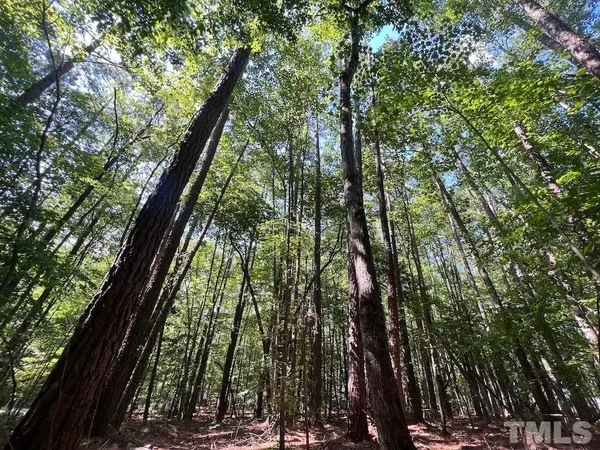 a view of a forest that has large trees