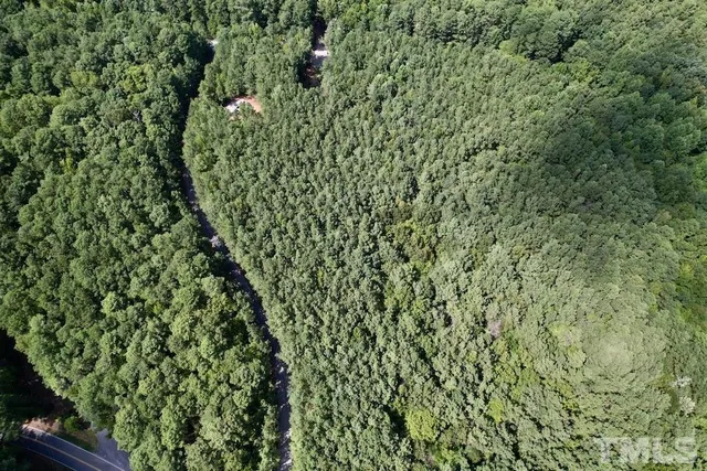 a view of a lush green forest