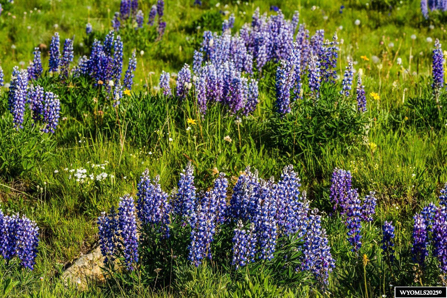Muddy Guard Muddy Guard Muddy Guard Buffalo, WY 82834 - Photo 12 of 49