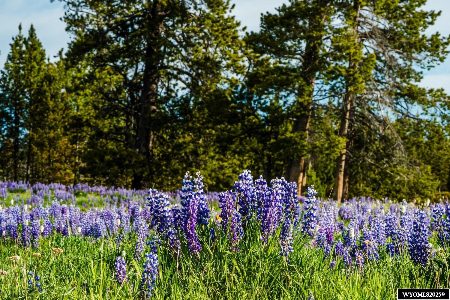 Muddy Guard Muddy Guard Muddy Guard Buffalo, WY 82834 - Photo 13 of 49