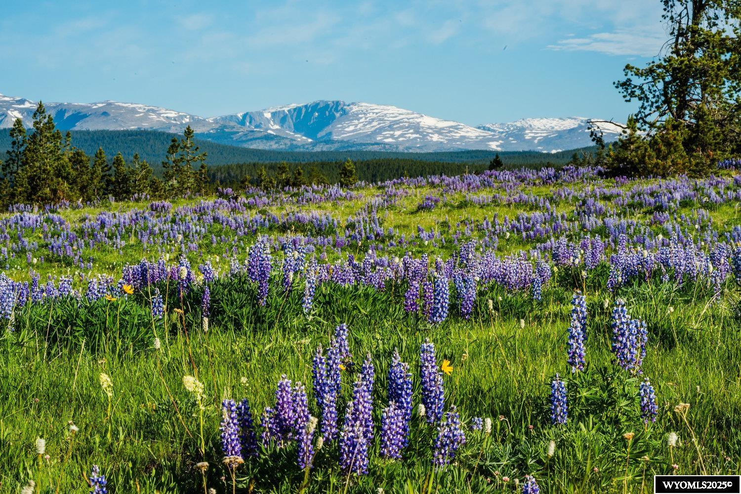 Muddy Guard Muddy Guard Muddy Guard Buffalo, WY 82834 - Photo 8 of 49