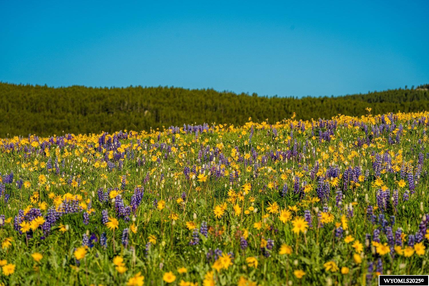 Muddy Guard Muddy Guard Muddy Guard Buffalo, WY 82834 - Photo 10 of 49