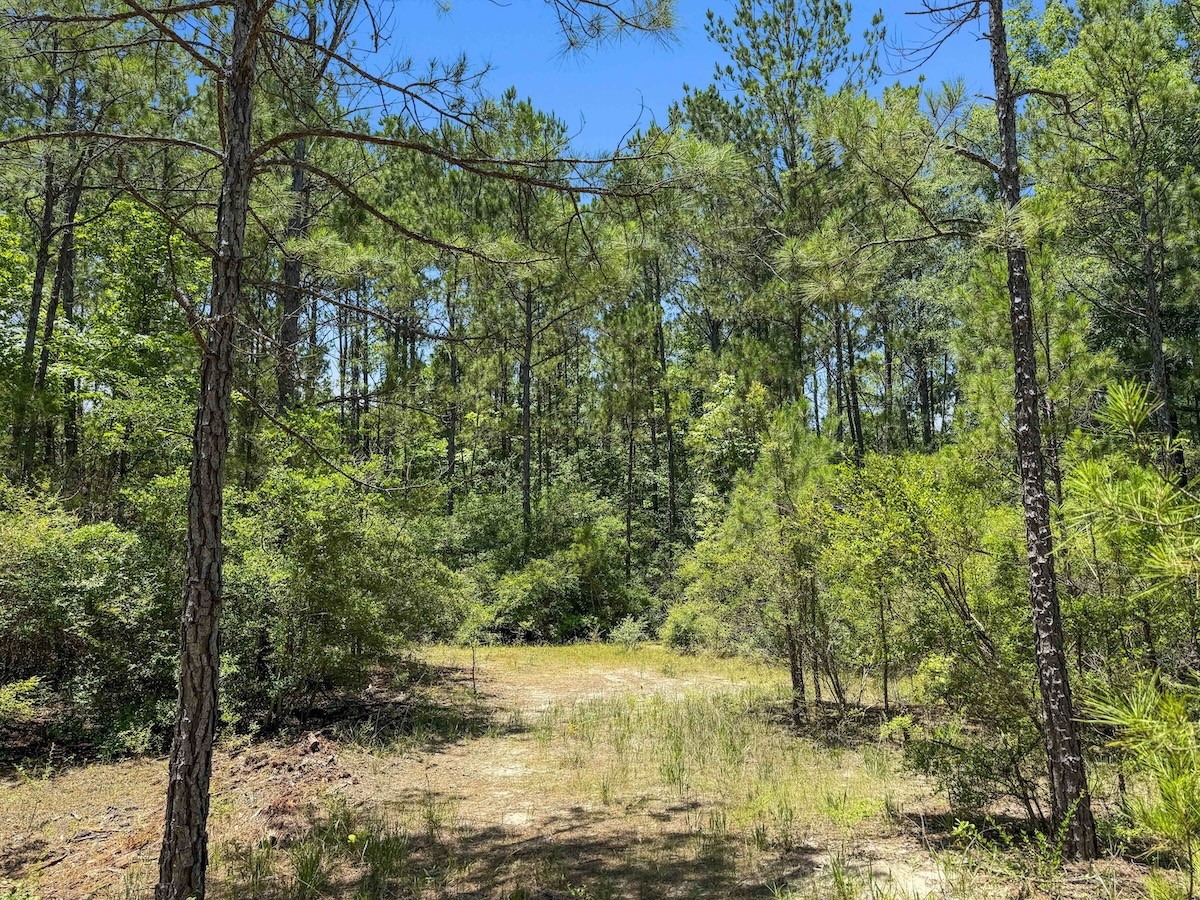 Tbd Hickman Road Burkeville, TX 75932 - Photo 5 of 45