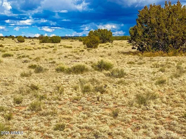 a view of a dry yard with green space