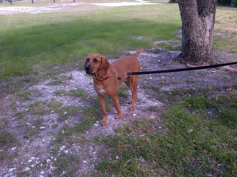 Tbd Southwind Trail Fort Pierce, FL 34951 - Photo 18 of 25 Great for pets