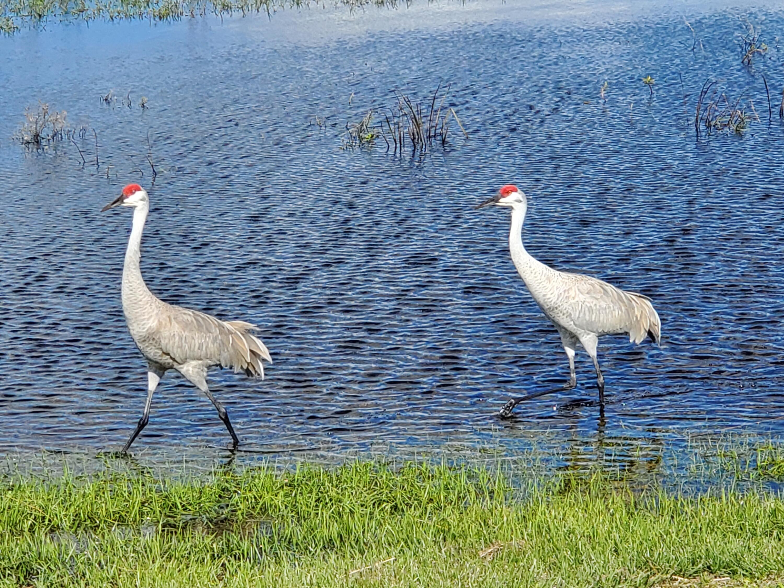 Tbd Southwind Trail Fort Pierce, FL 34951 - Photo 21 of 25 Sandhill Cranes