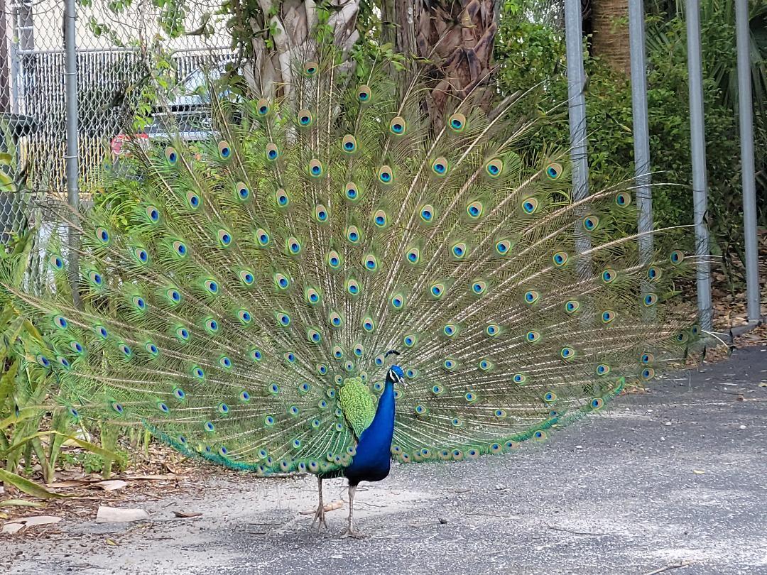 Tbd Southwind Trail Fort Pierce, FL 34951 - Photo 23 of 25 Peacocks on Orange Avenue