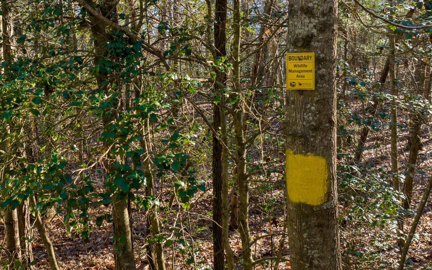 858 Bernhardt Road Ellijay, GA 30536 - Photo 39 of 56 Additional View