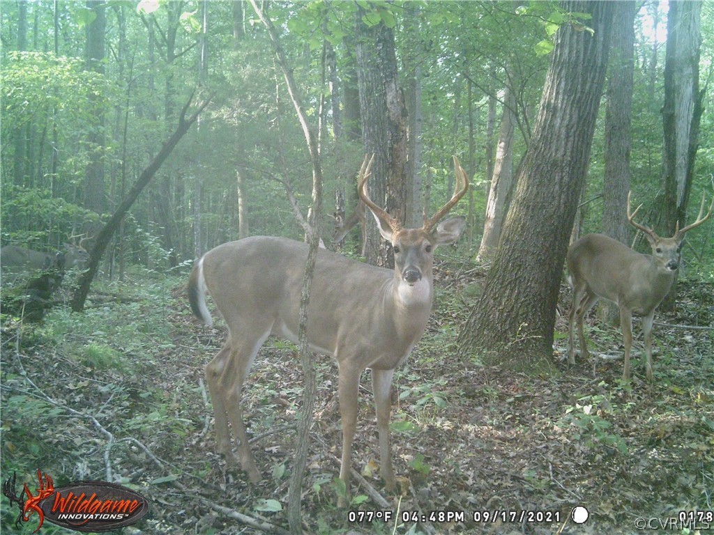 12095 Victoria Hills Road Rockville, VA 23146 - Photo 2 of 2 a view of a yard