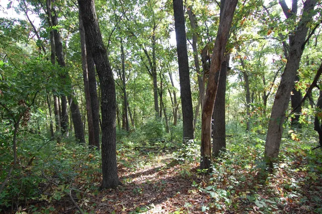 $135,000 | 17.63-acres Bigelow Hill Road, Avoca, WI 53506