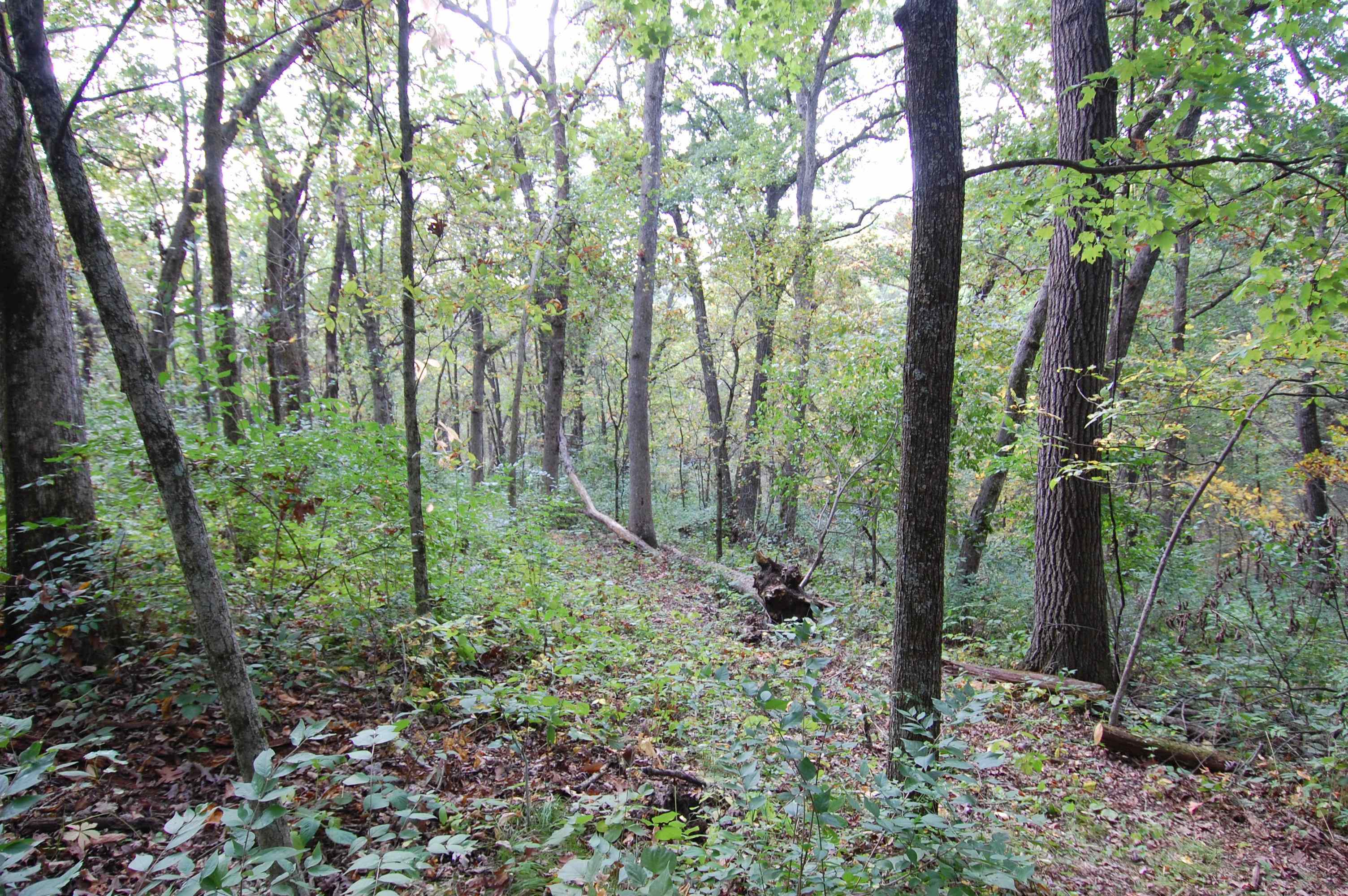 17.63-acres Bigelow Hill Road Avoca, WI 53506 - Photo 6 of 12