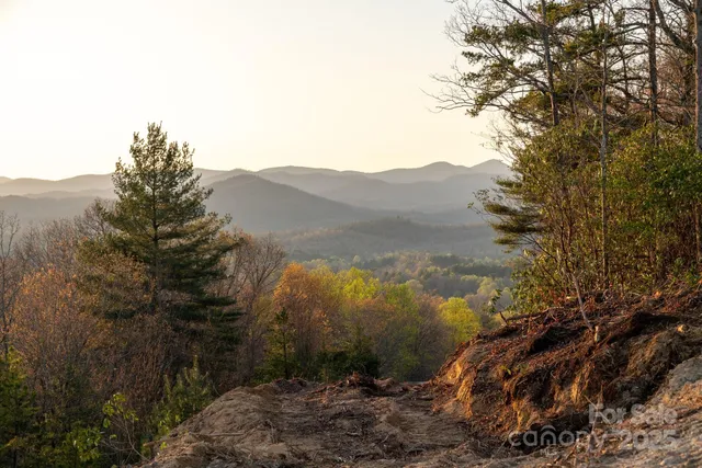 a view of a forest with a mountain