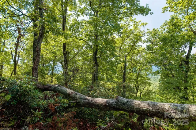 a view of a forest with trees