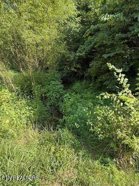 0 London Way Parrottsville, TN 37843 - Photo 15 of 20 IMG_5593