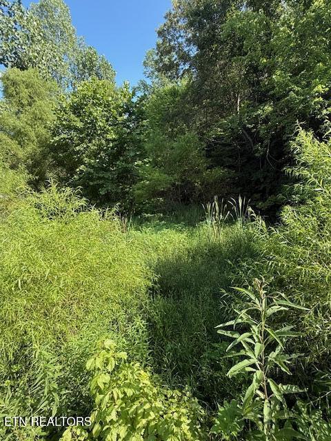 0 London Way Parrottsville, TN 37843 - Photo 17 of 20 IMG_5592