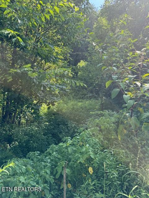 0 London Way Parrottsville, TN 37843 - Photo 20 of 20 IMG_5578