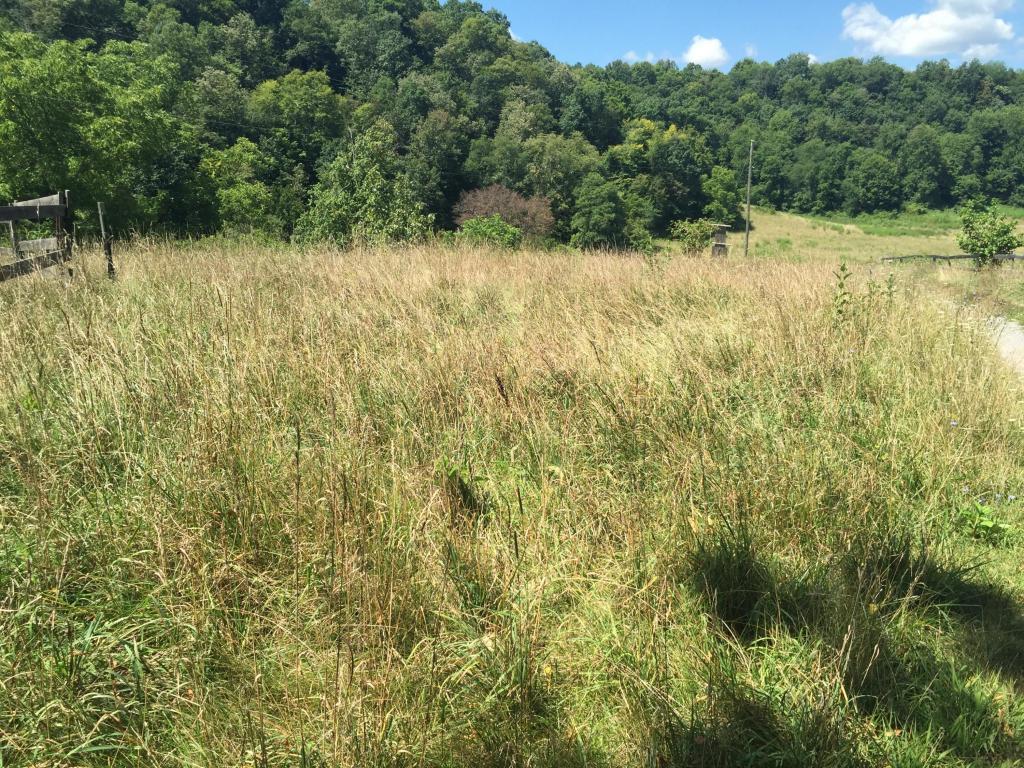 635 Steels Dam Rd Union Union, WV 24983 - Photo 9 of 22 Gallery Image 9