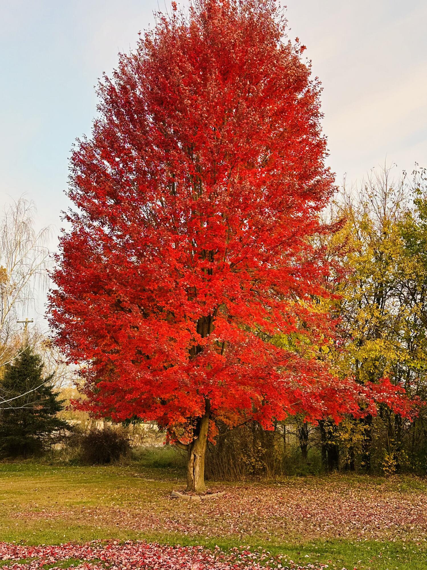 4055 Mathews Road Spring Arbor, MI 49283 - Photo 58 of 66 IMG_1199