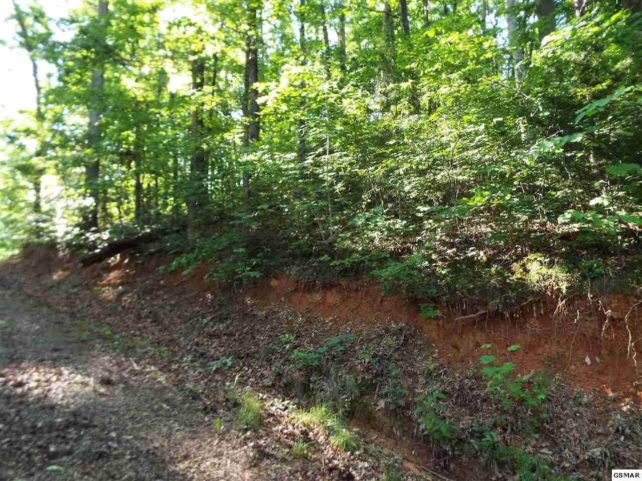 0 Greasy Cove Road Cosby, TN 37722 - Photo 8 of 26 Gallery Image 8