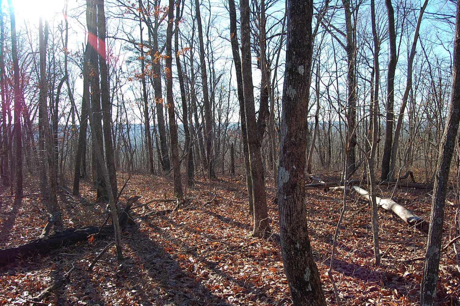 12 Wolf Pen Road Dunlap, TN 37327 - Photo 7 of 23