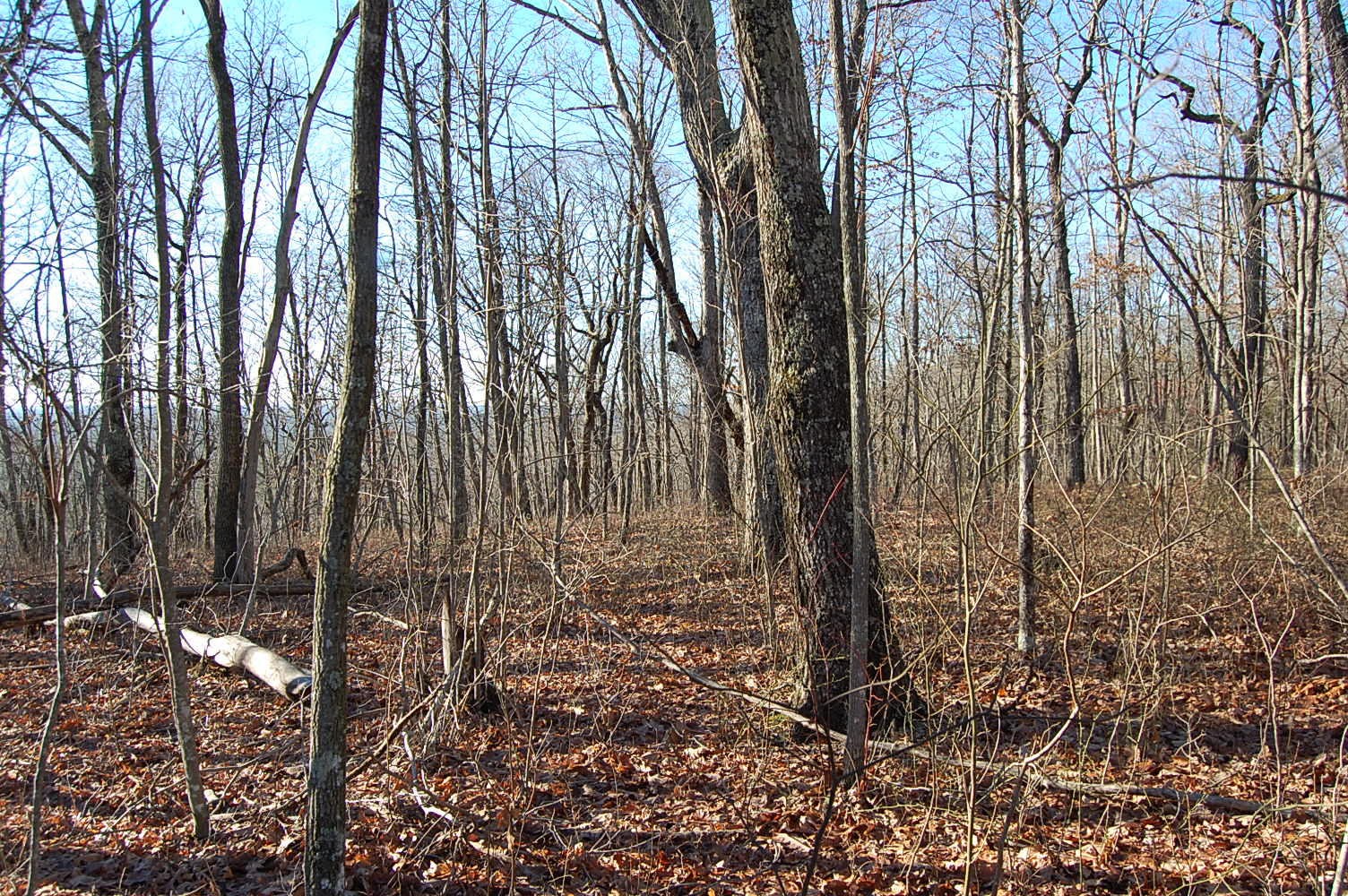 12 Wolf Pen Road Dunlap, TN 37327 - Photo 8 of 23