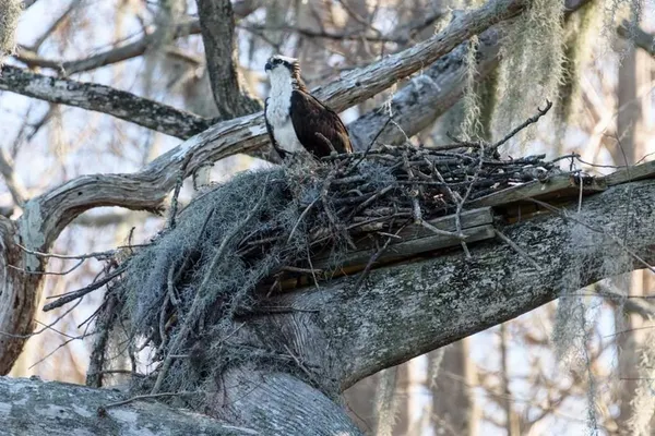 an aerial view of houses with yard