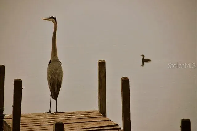 $2,900 | 348 Georgetown Drive, Unit 348, Casselberry, FL 32707